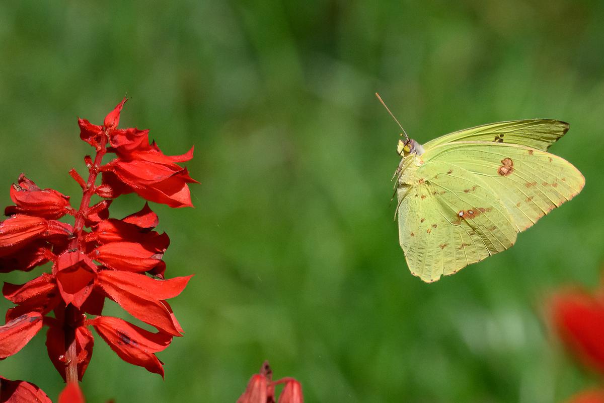 Butterfly 2-1.jpg