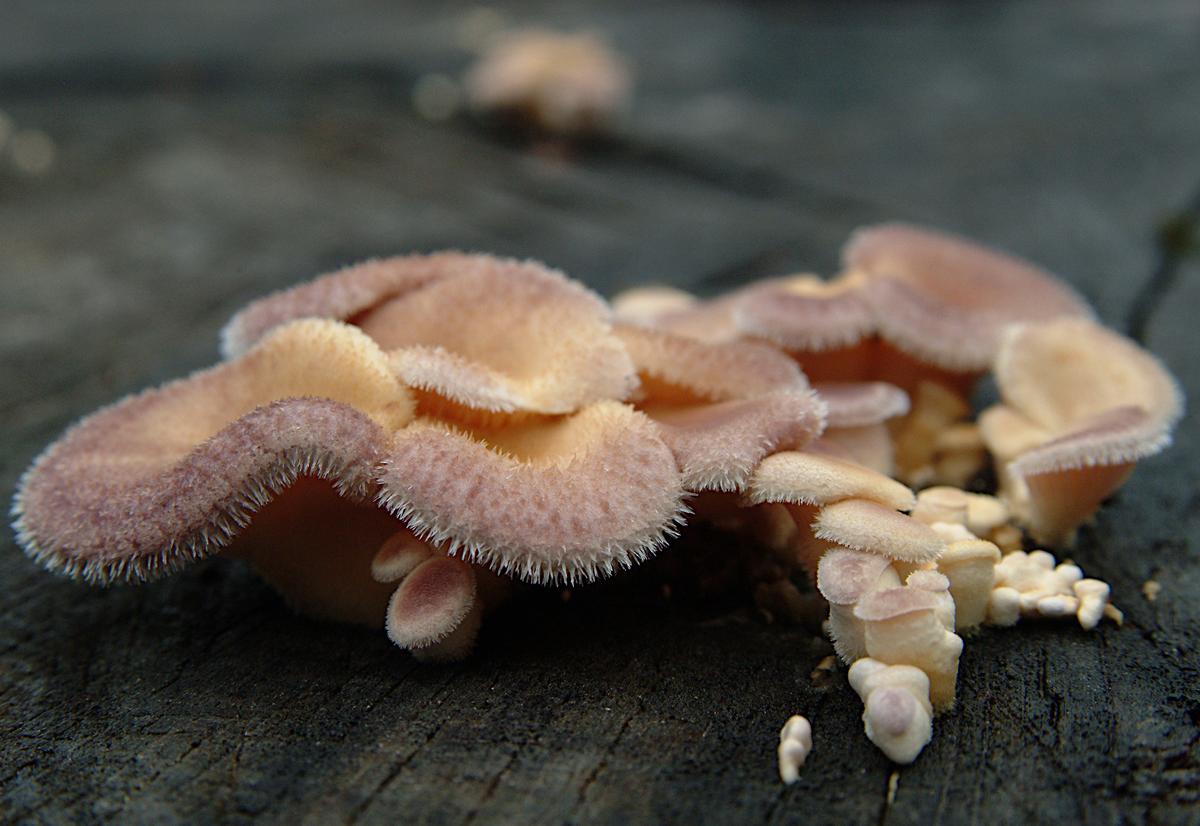 Tree mushrooms.jpg
