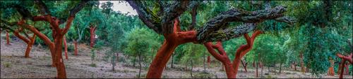Cork trees.jpg