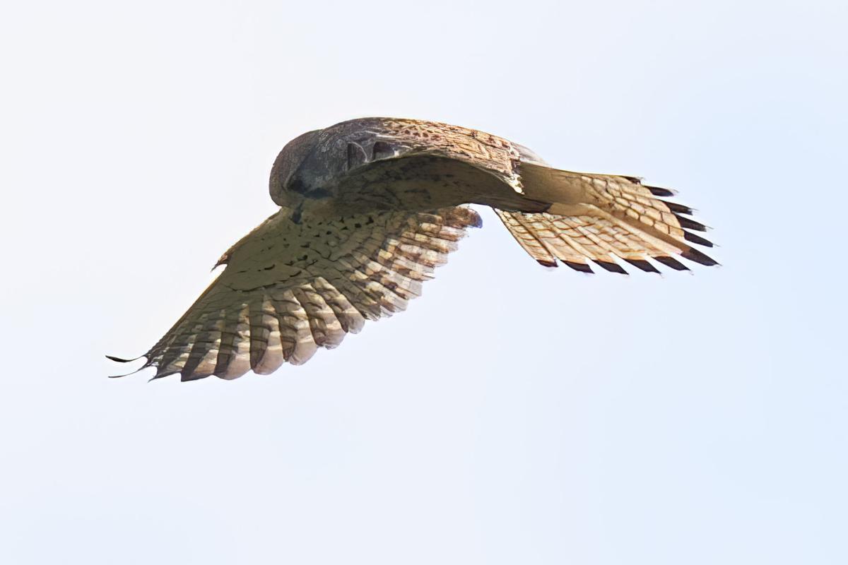 DSC_9403.jpg