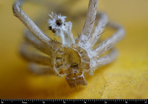 Exoskeleton-2.jpg
