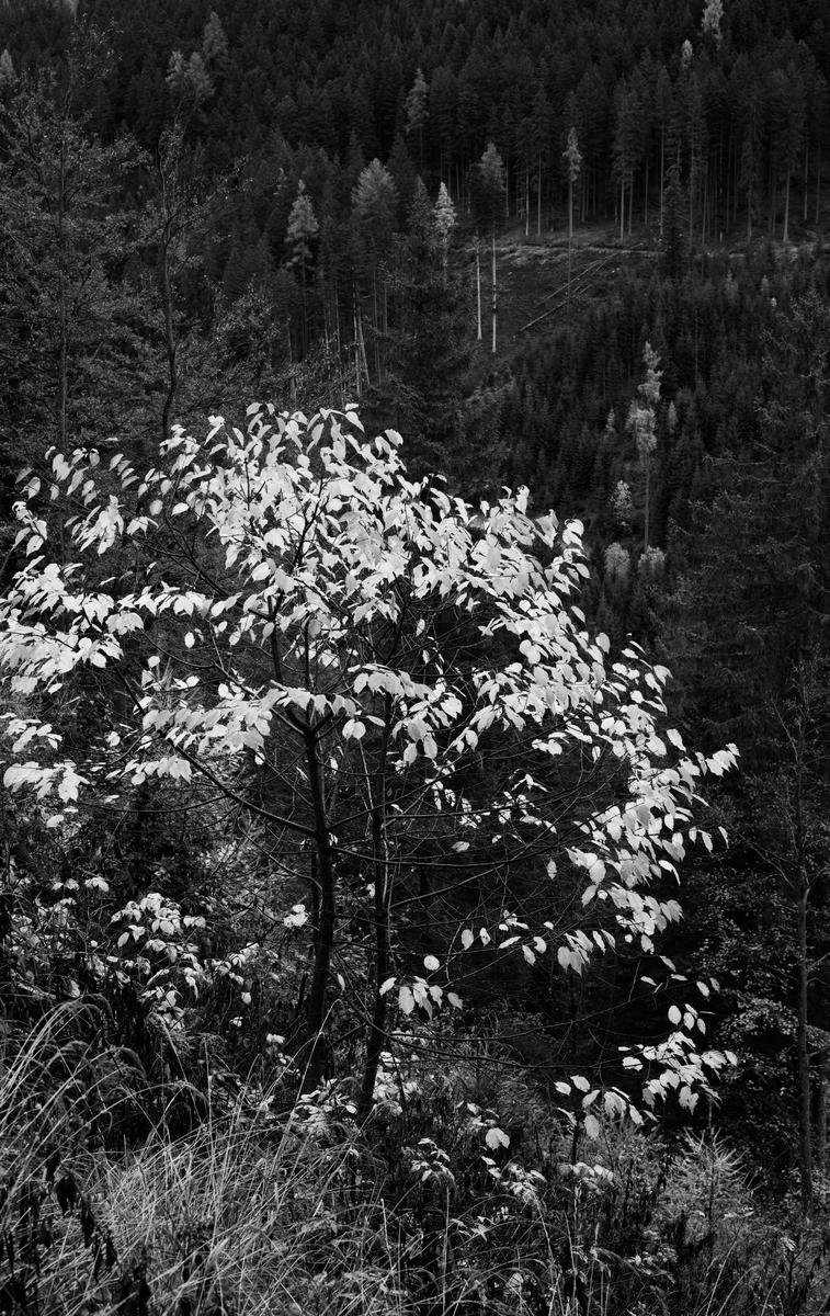 DSC_1818.jpeg