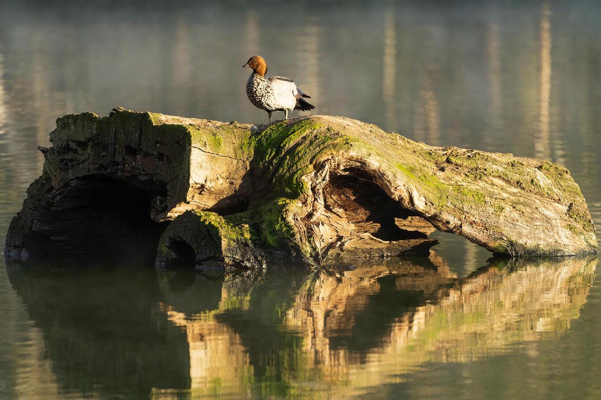 _7RV7732_Maned_Duck.jpg