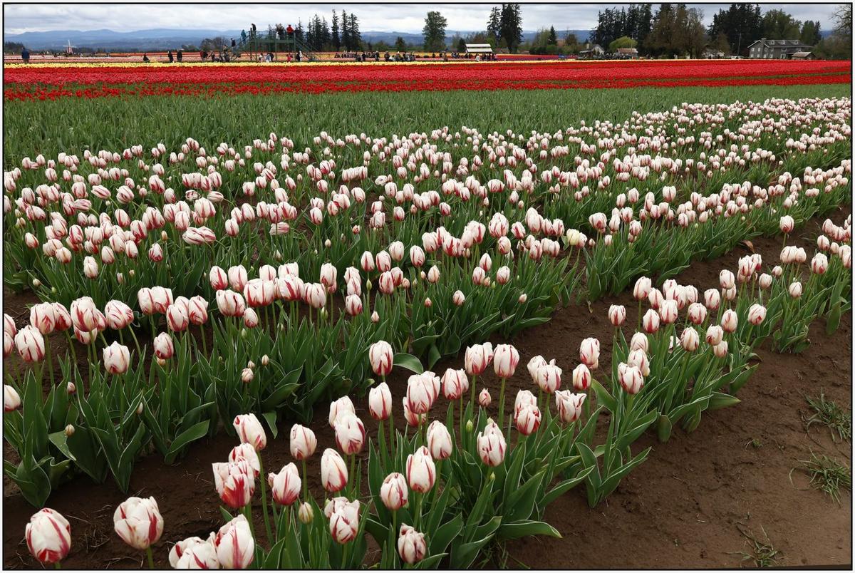 ResizedR8-DPR11.jpg