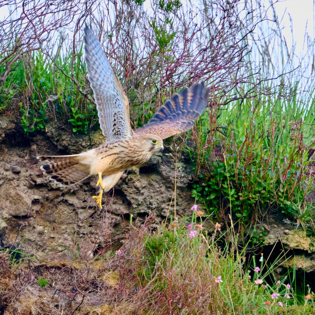 DSC_7096 2.jpg