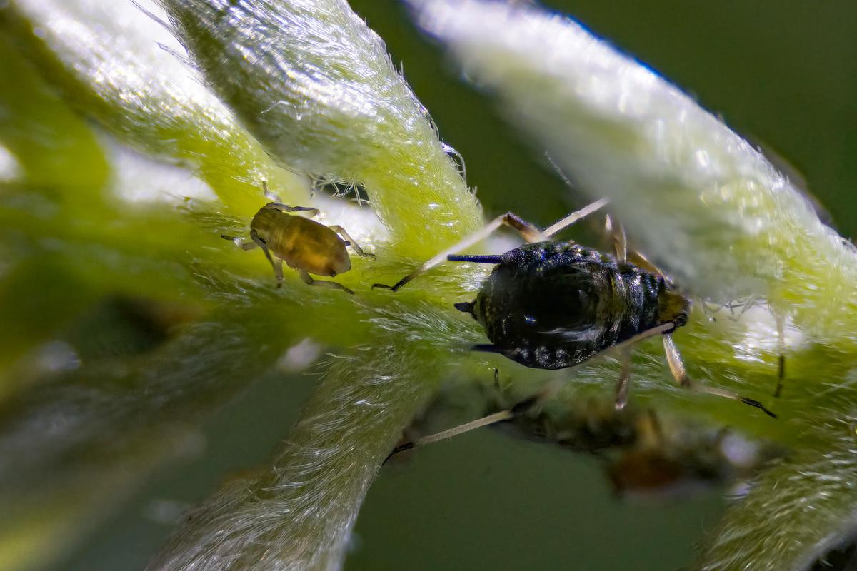 Aphids-2.jpg