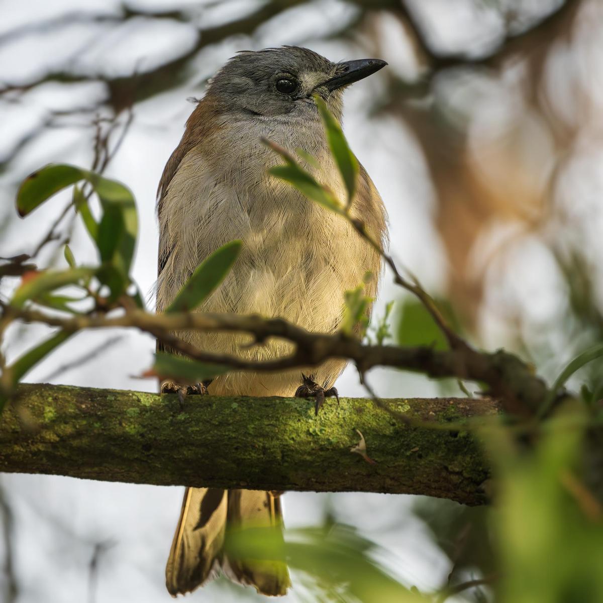 _7RV7776_Grey-Shrikethrush.jpg