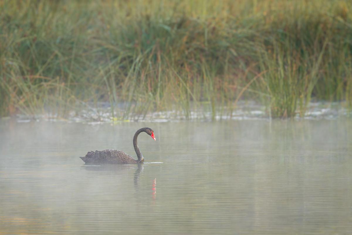 _7RV7699_Black_Swan.jpg