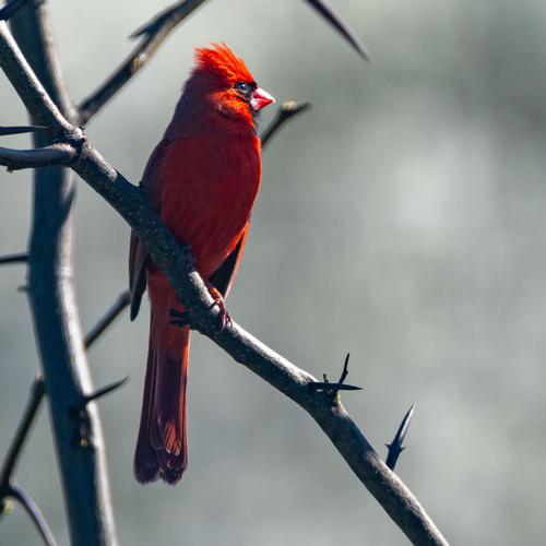 Red Bird 7b (1 of 1).jpg