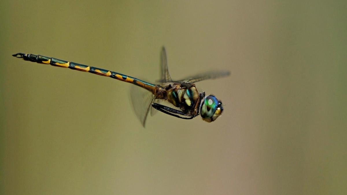 P1122874a.jpg