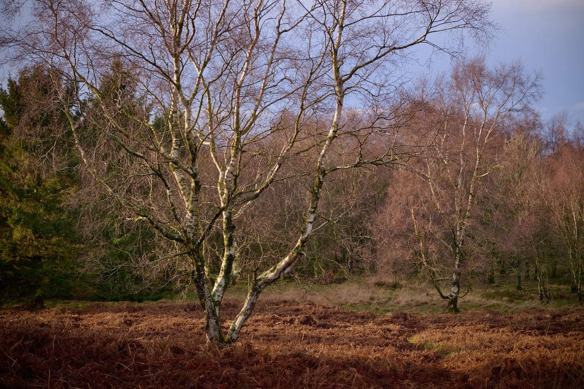 DSC_1306.jpg