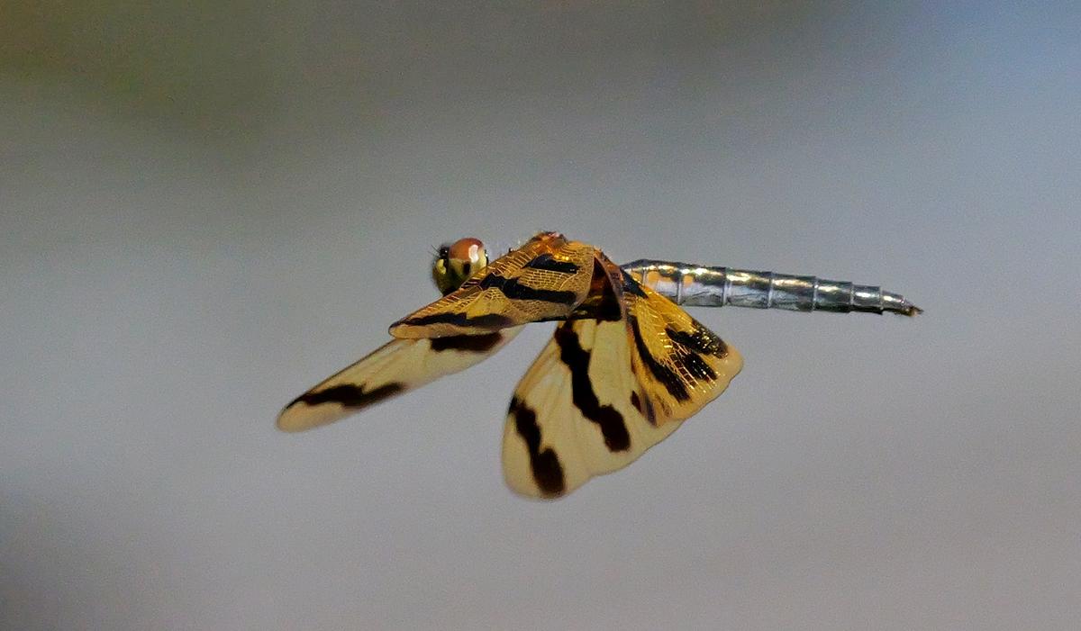 P1071430a.JPG