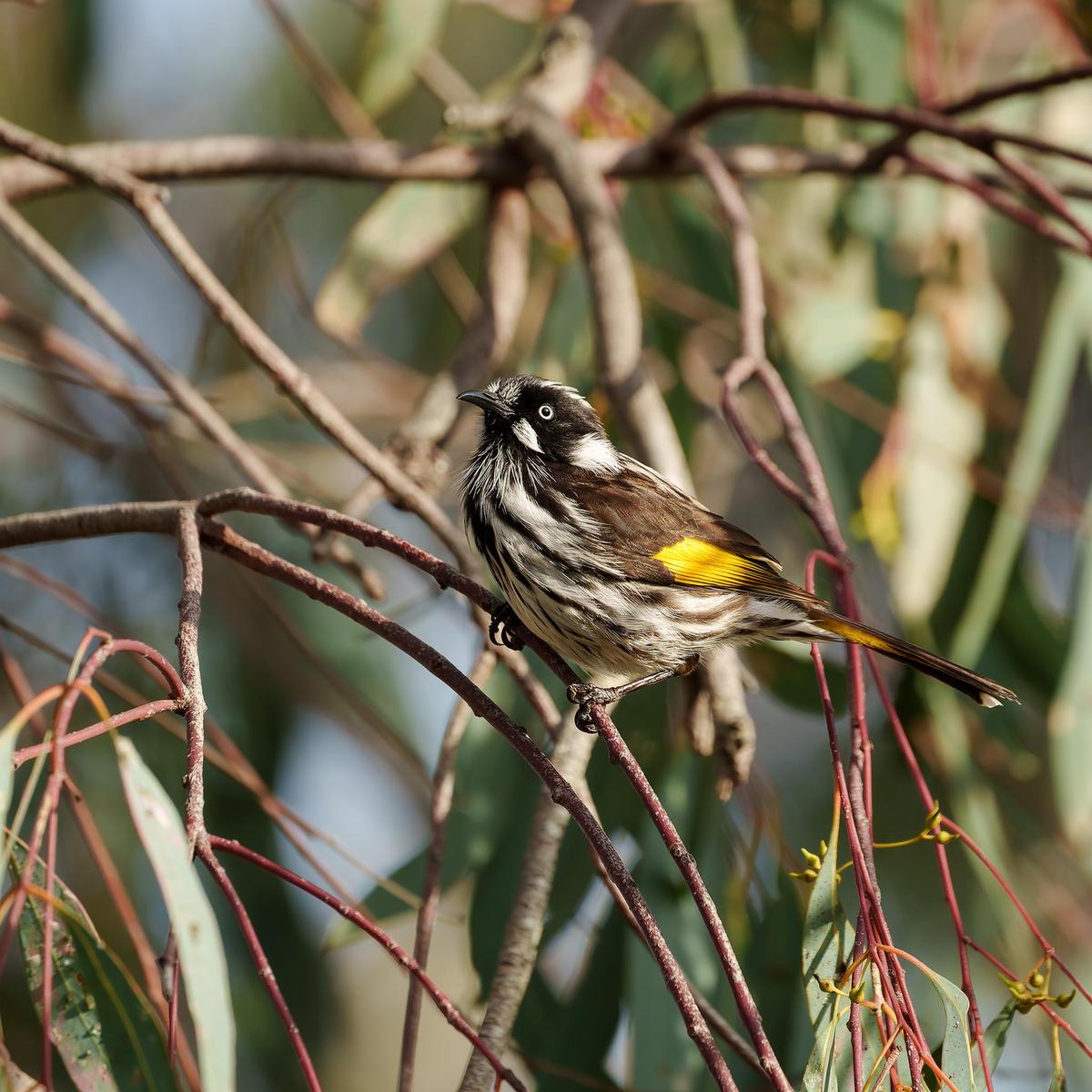 _7RV7807_New_Holland_Honeyeater.jpg