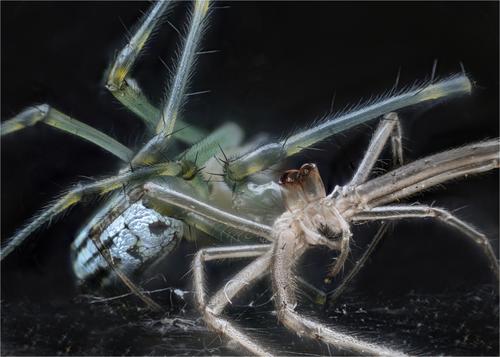 spider facebook 3.jpg