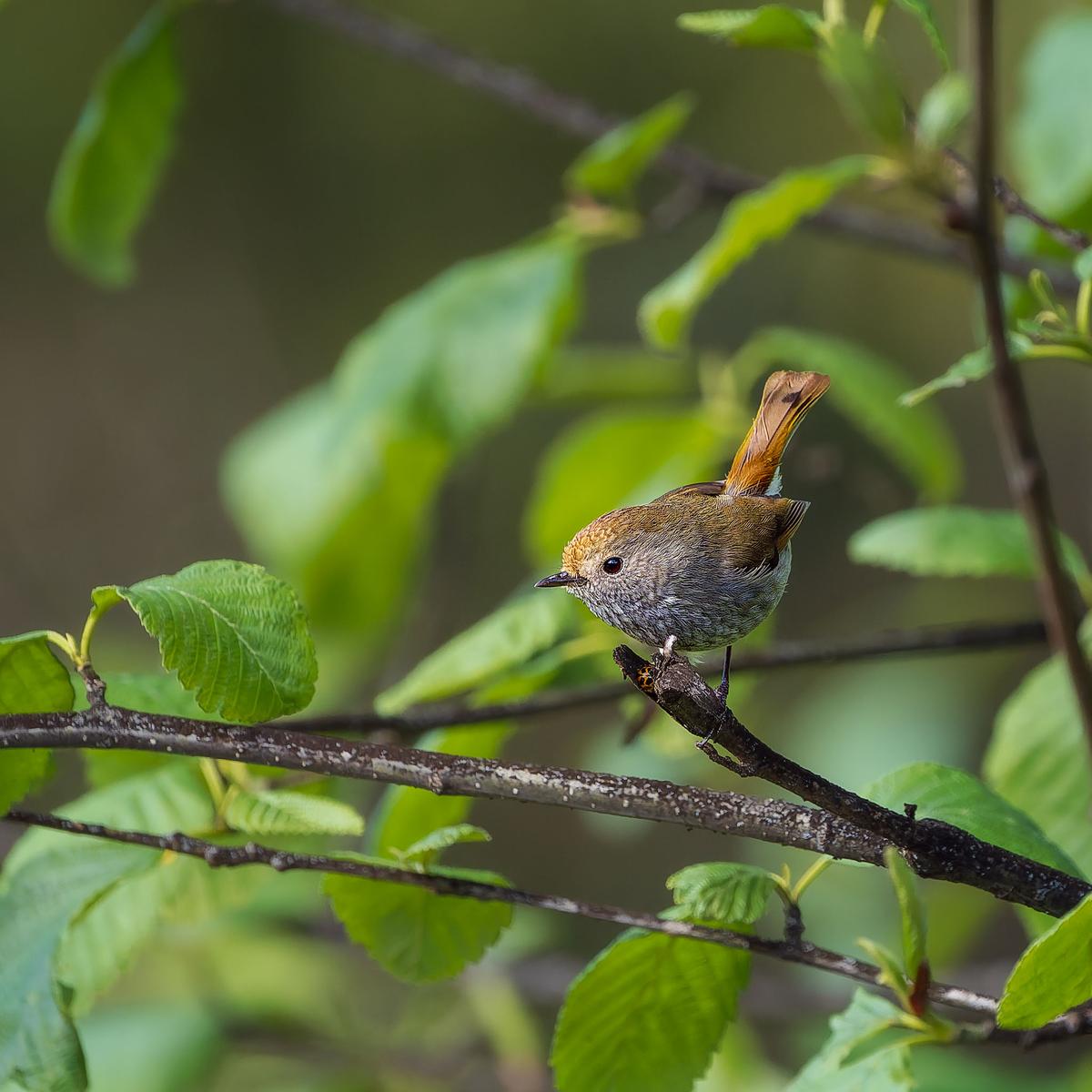 _7RV6622_Tasmanian_Scrubwren.jpg