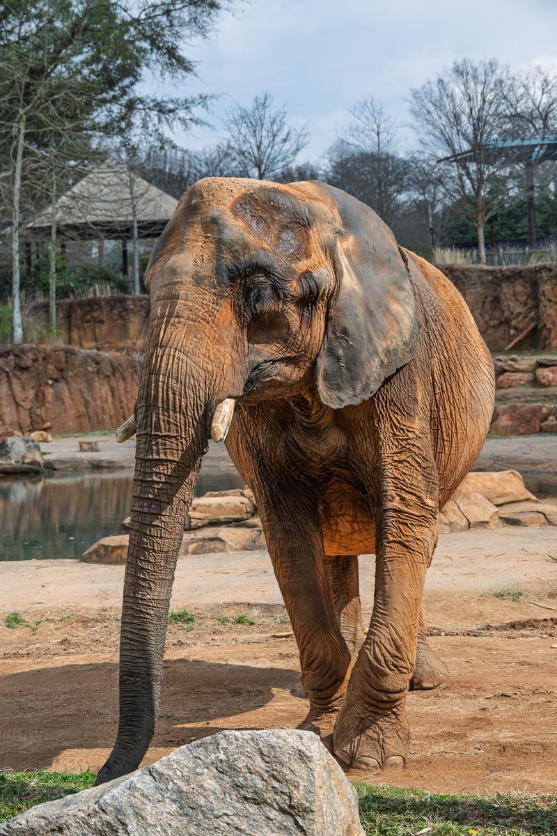 Atlanta Zoo 20260219 - 66.jpg