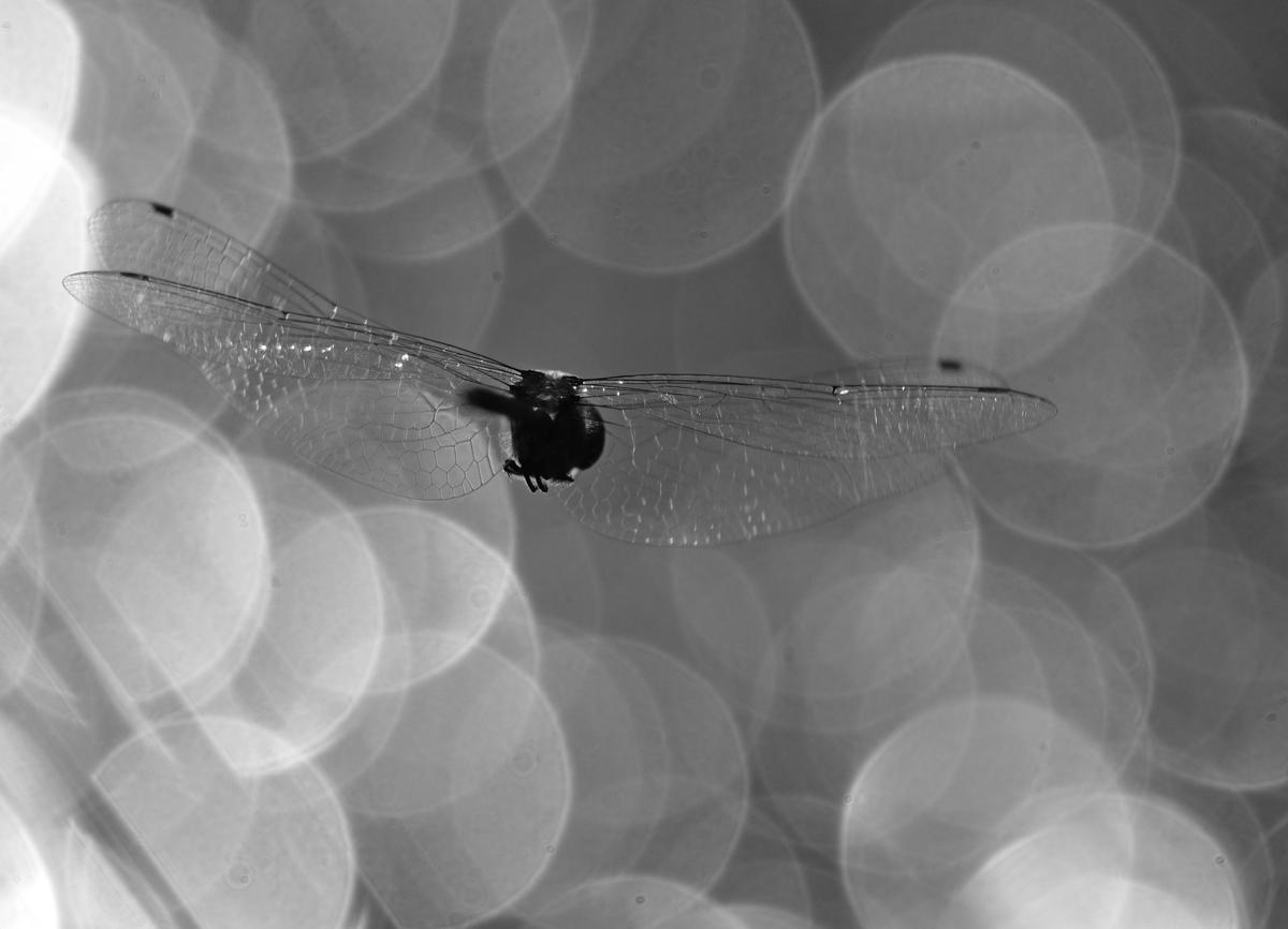 P1143950b.JPG