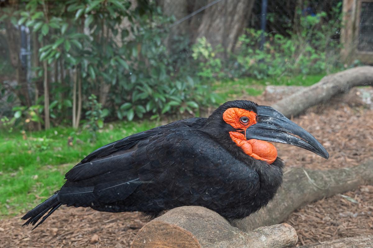 Atlanta Zoo 20260219 - 74.jpg