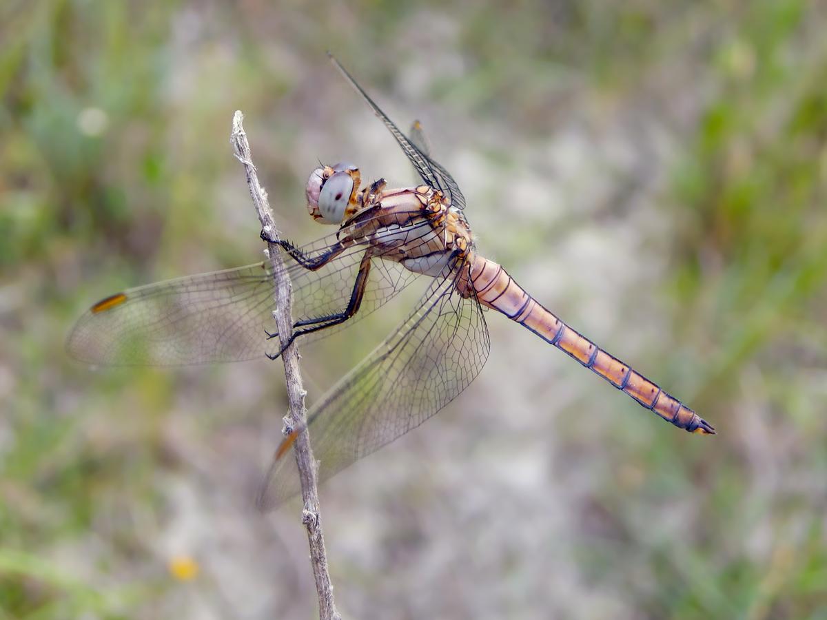 IMG_3365.jpeg
