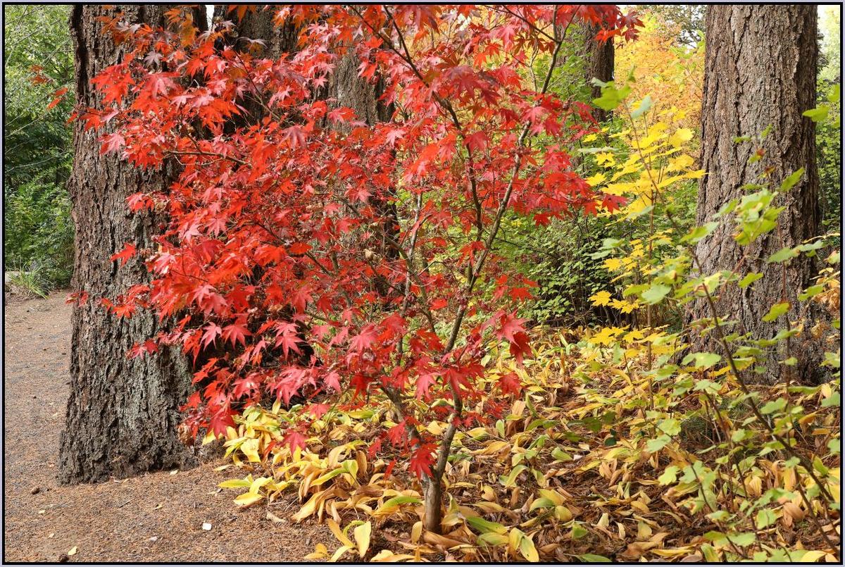 ResizedDPRFallColors2.jpg