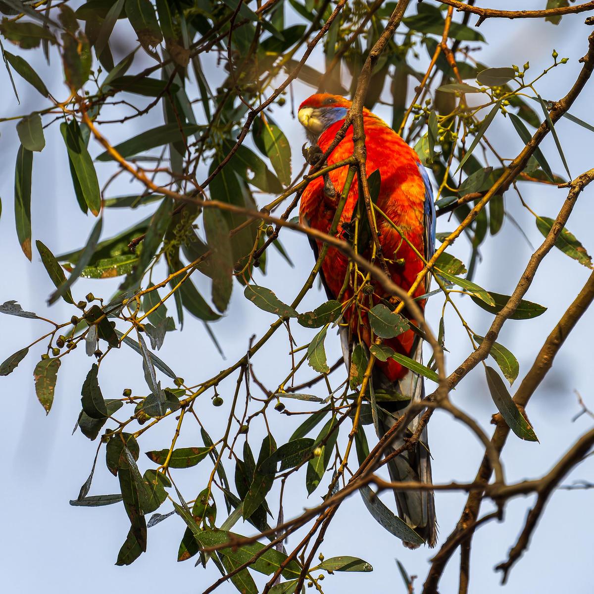_7RV7799_Adelaide_Rosella.jpg