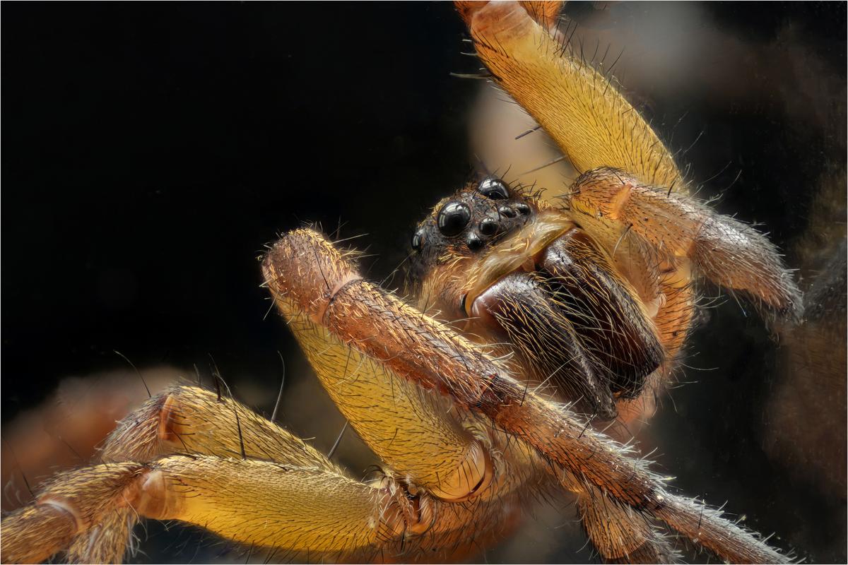 wolf spider web.jpg
