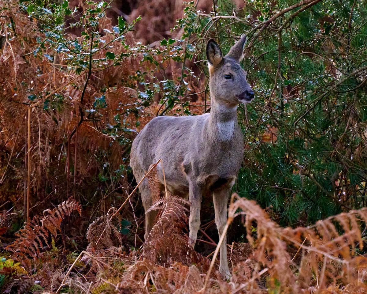 DSC_0228.jpg