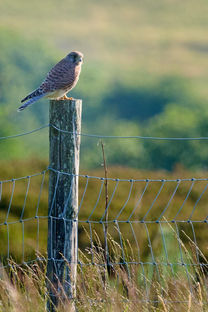 DSC_6699.jpg