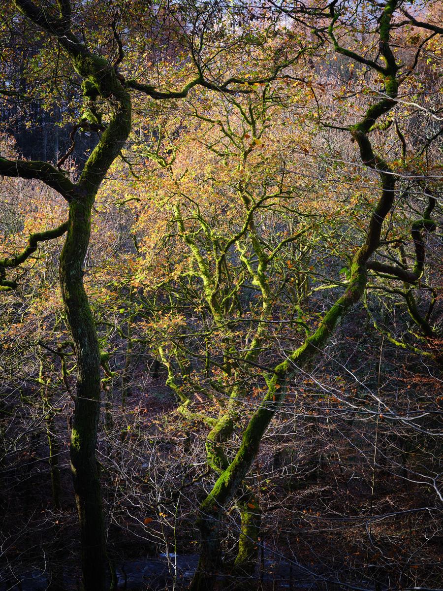 DSCF4070.jpg