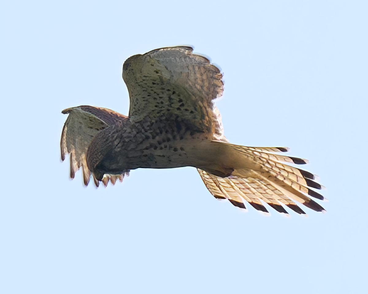 DSC_9417.jpg