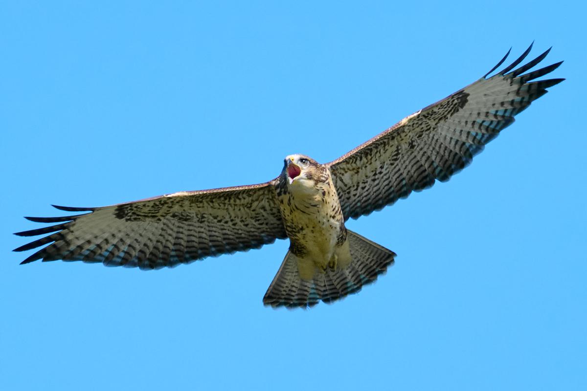 DSC_6798.jpg