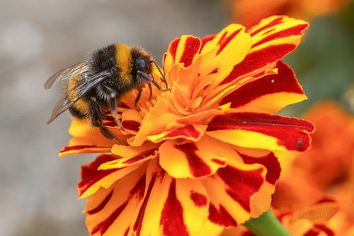 Bumblebee.jpg