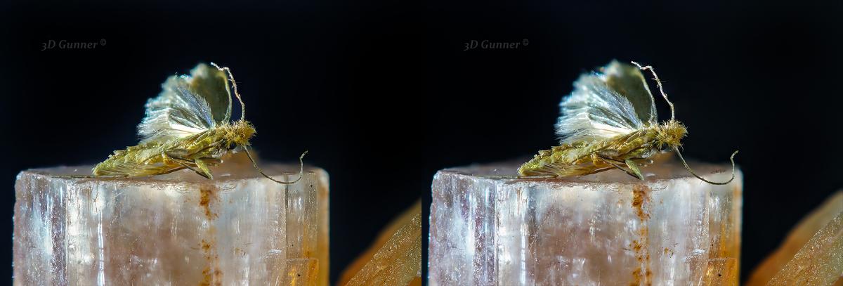 Moth.jpg