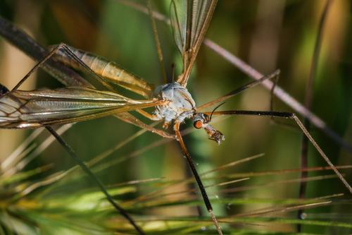 Crane fly.jpg