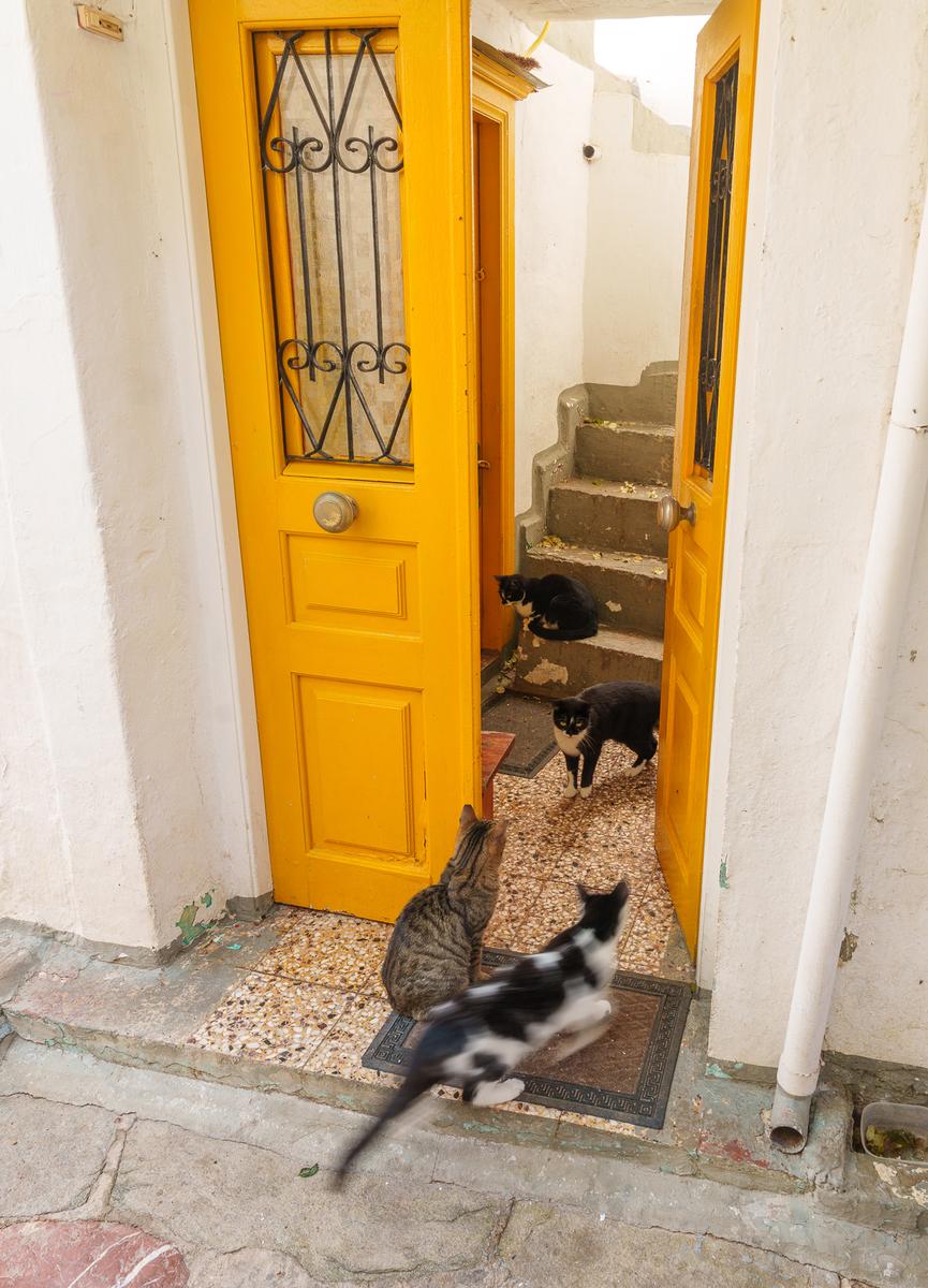 Cats on Hydra 3.jpg