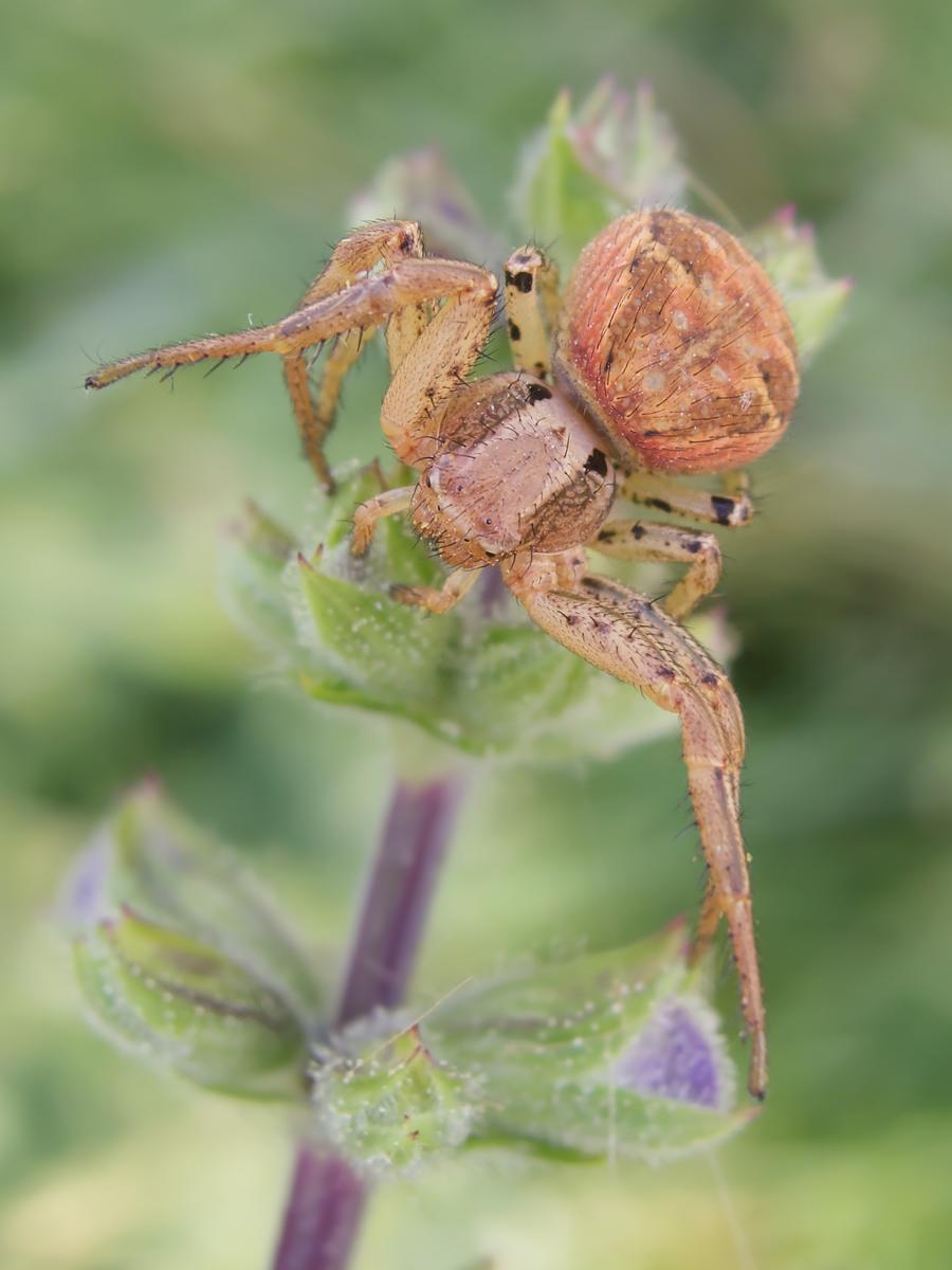 IMG_3177.jpeg