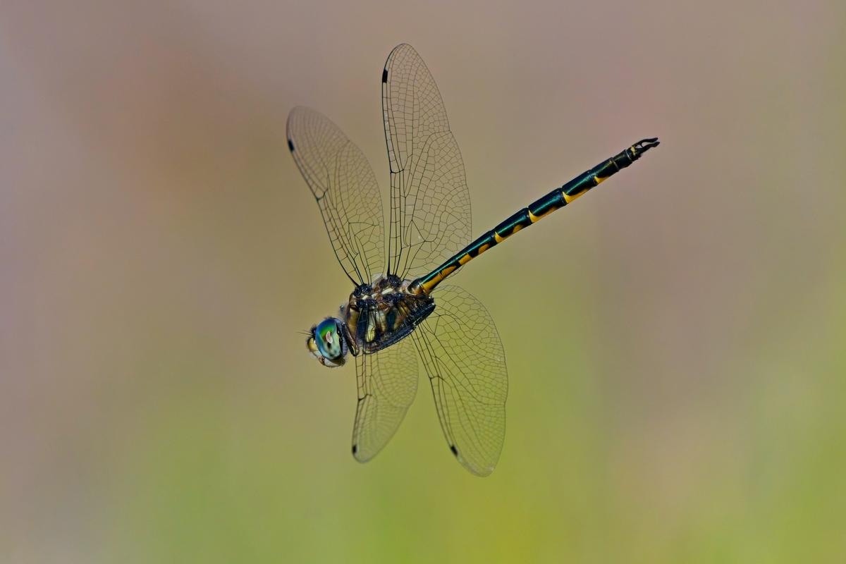 P1071319ON1a.jpg