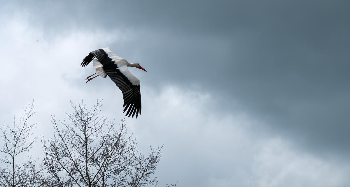 EBHJ0264-1_Superlarge.jpg