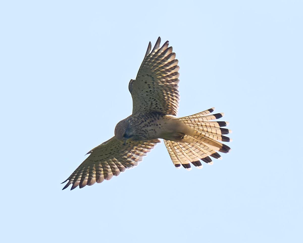 DSC_9414.jpg