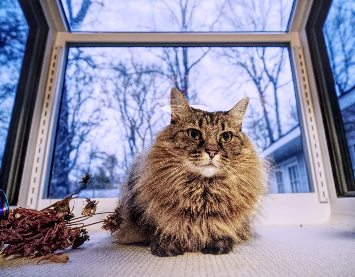 KK in the Window.jpg