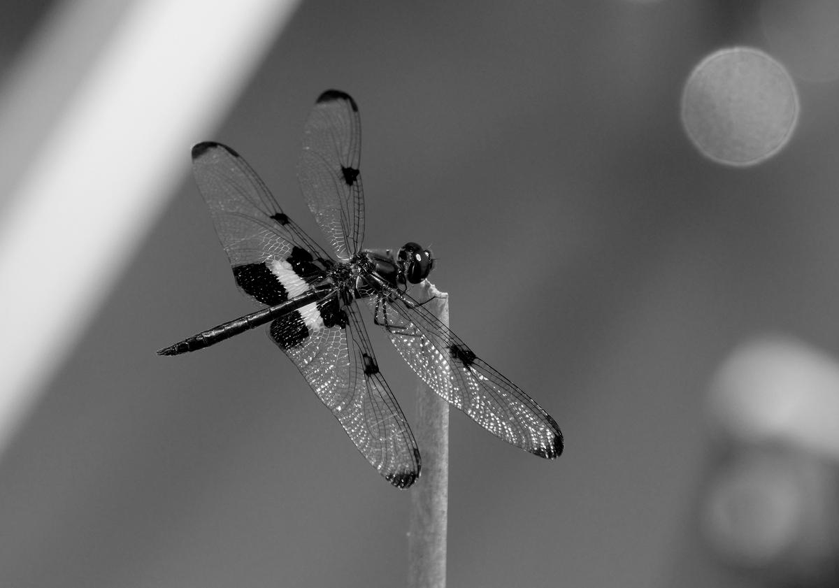 P1070099a.JPG