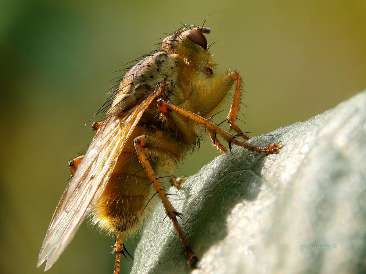The Fly.jpg