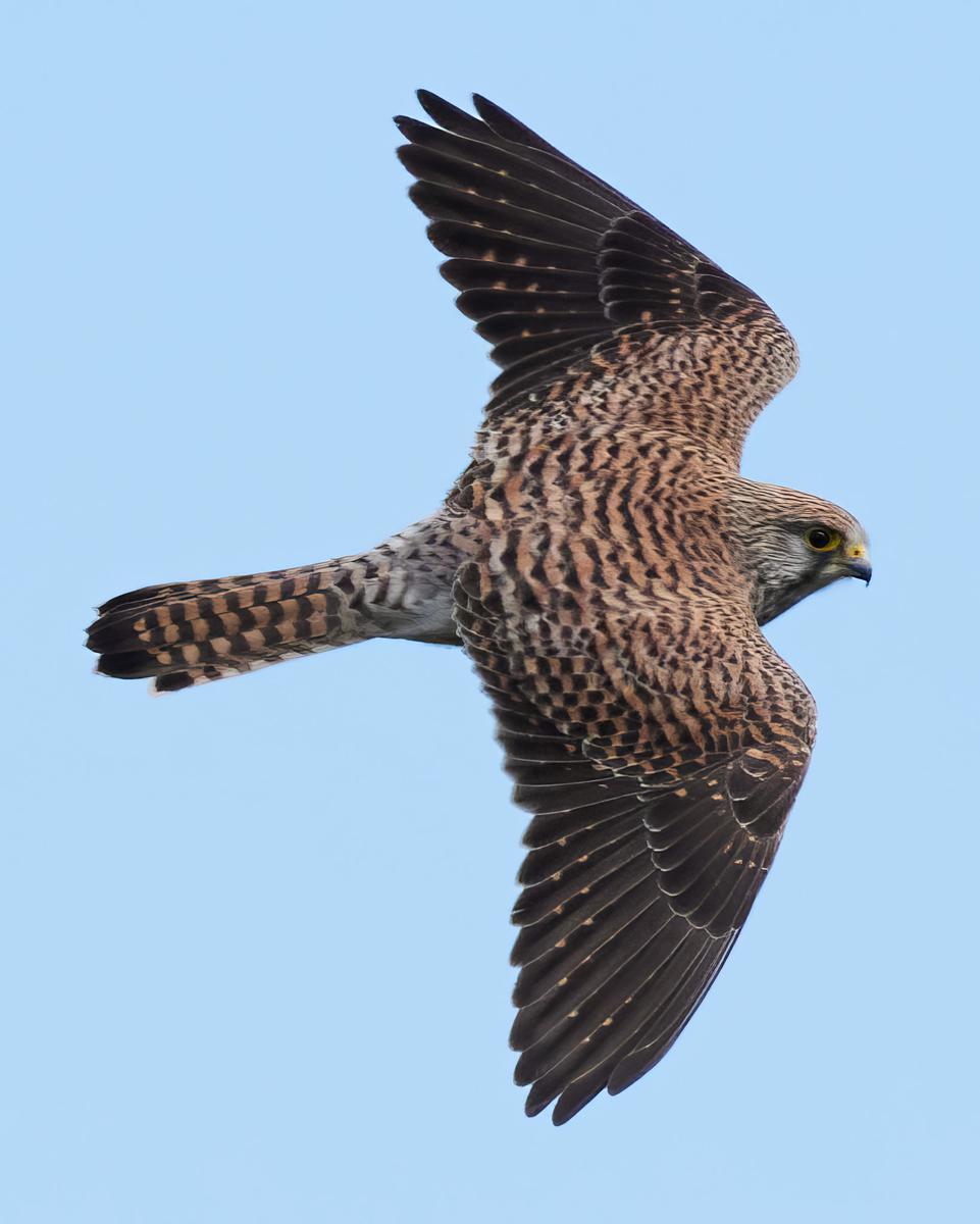 DSC_4094.jpg