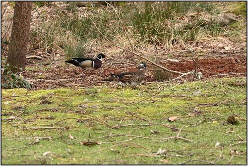 ResizedDPR3.jpg