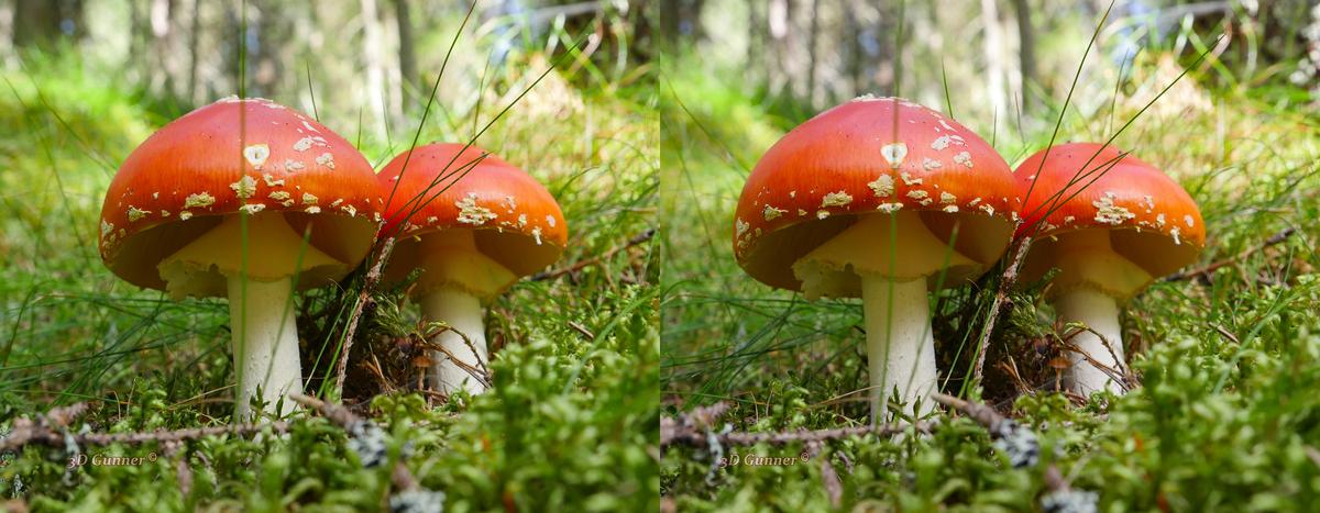 Amanita Muscaria.jpg