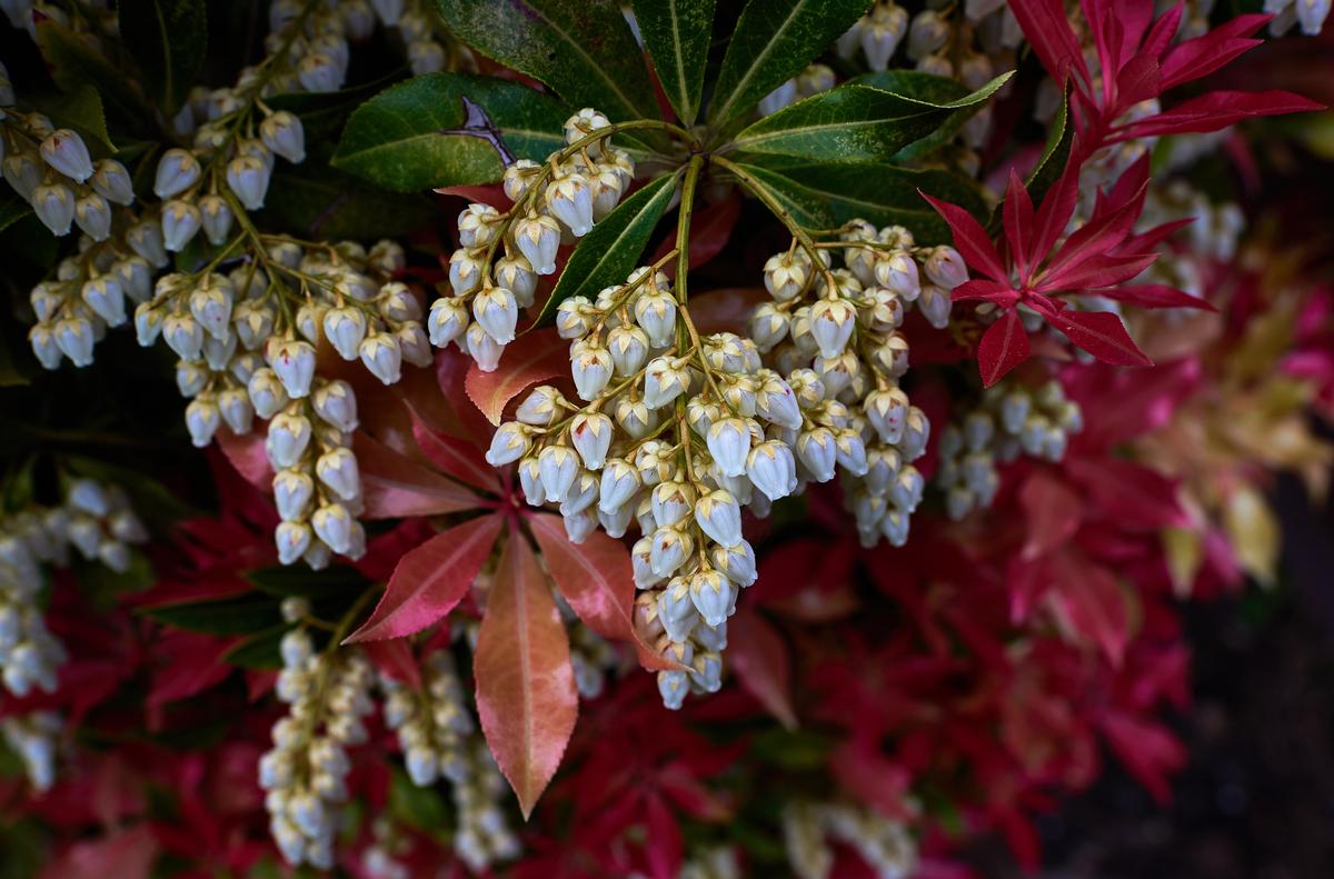 pieris-japonica.jpg
