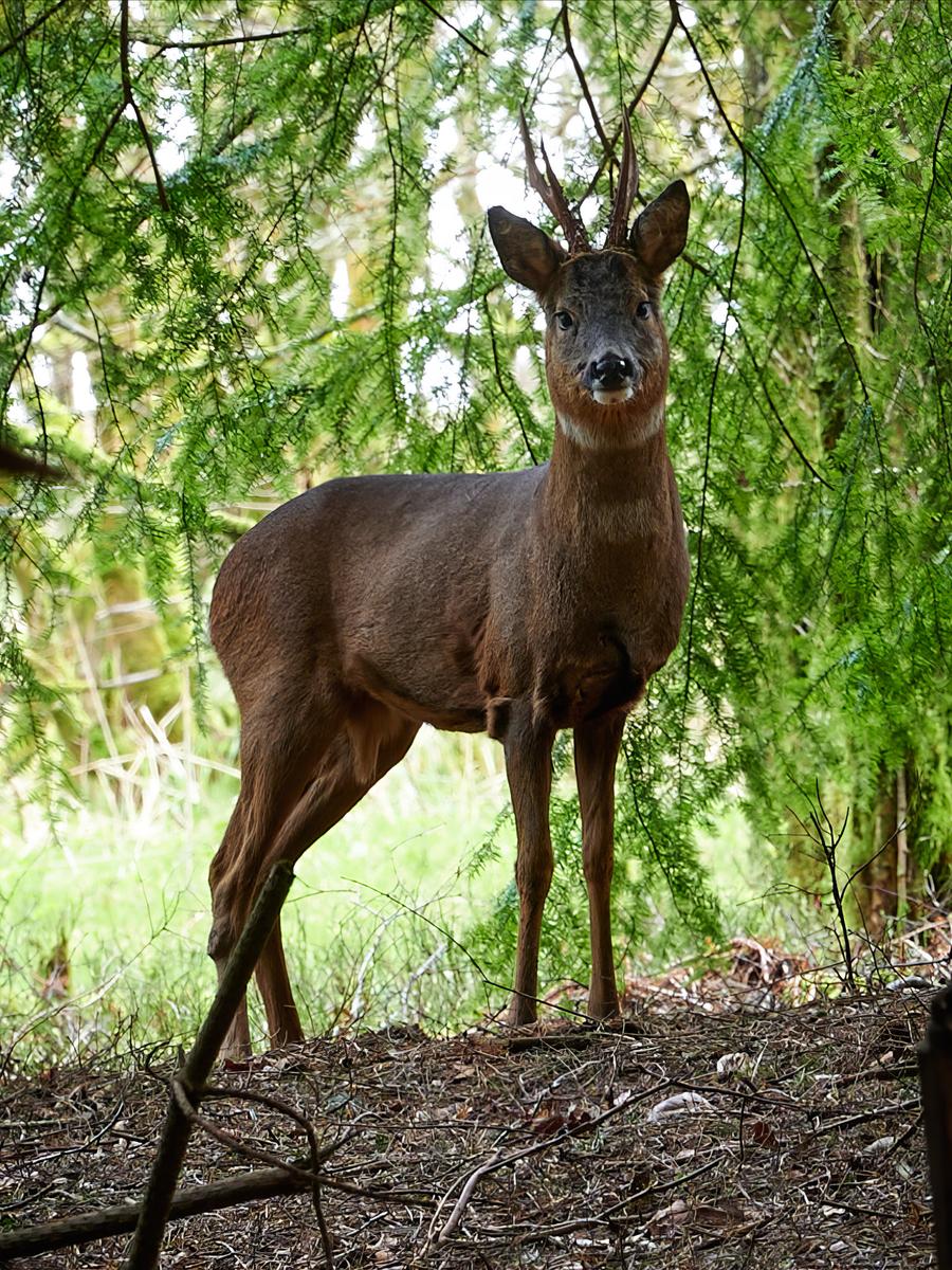 DSC_4566 1 1.jpg