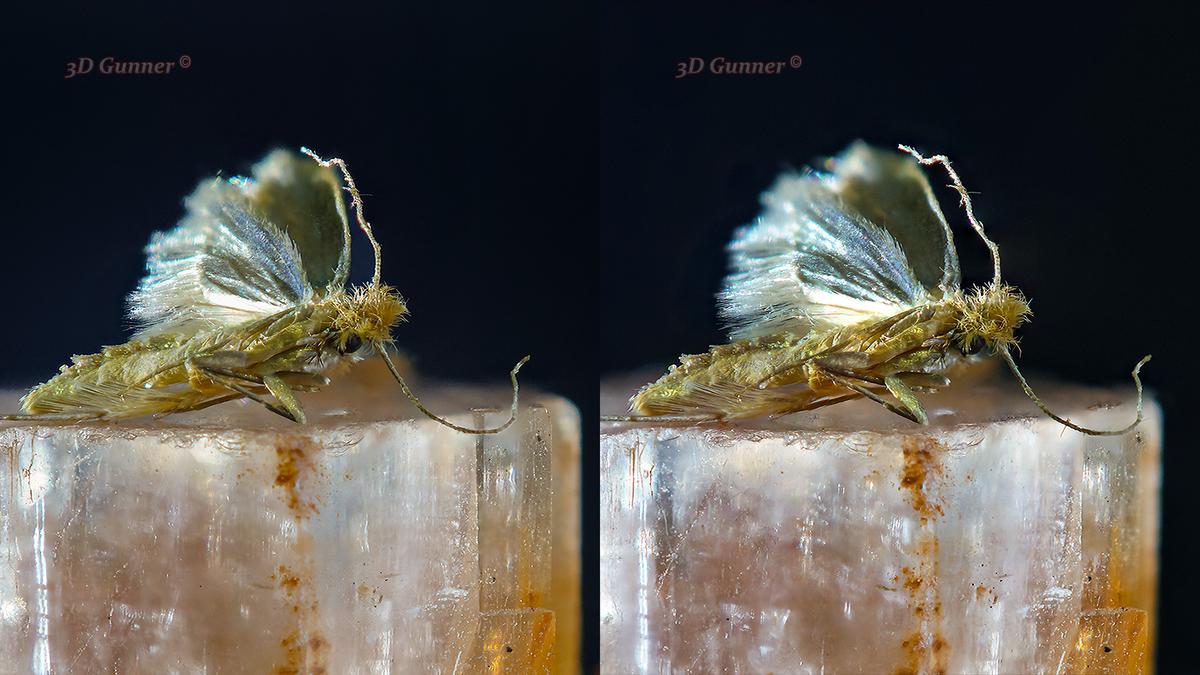 Moth-2.jpg