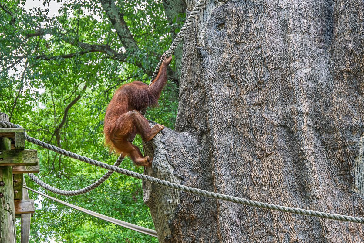 Zoo-85.jpg
