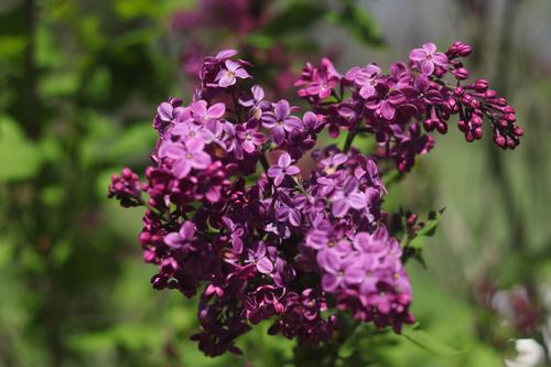 Lilacs.JPG